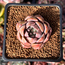 Echeveria Hybrid sp. 1"-2" Succulent Plant