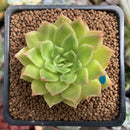 Echeveria Agavoides 'Francesca' Variegated 2" Succulent Plant