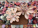 Pachyveria 'Pachyphytoides' Variegated 6" Large Cluster Succulent Plant