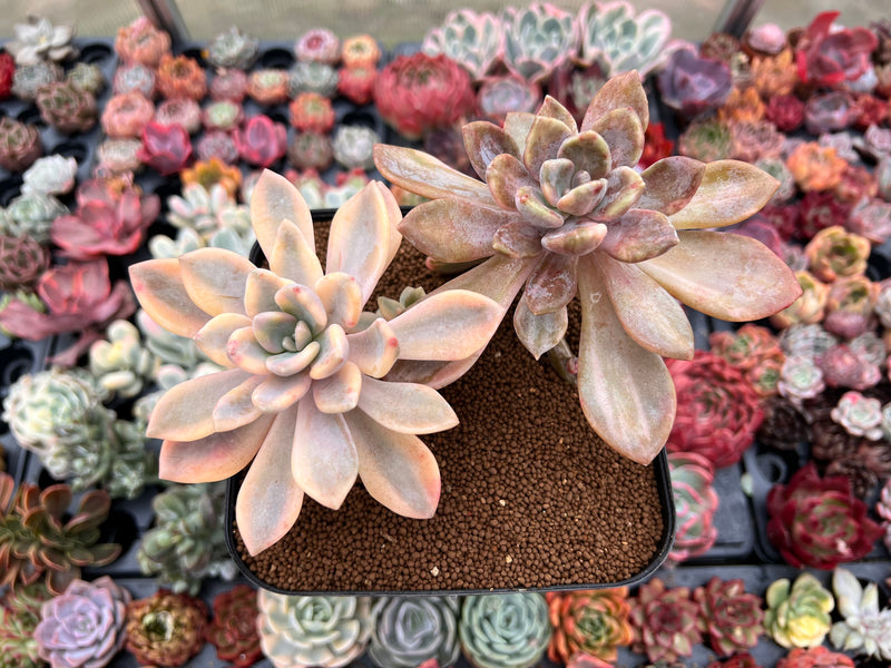 large flowering succulent plants Pachyveria 'Pachyphytoides' Variegated 6" Large Cluster Succulent Plan – True Succulents Plant Co