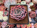 Echeveria 'Tinkerbell' 2" Succulent Plant