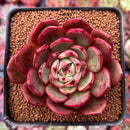 Echeveria Agavoides 'Salu' 3" Succulent Plant