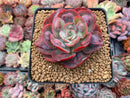 Echeveria 'Hearts Delight' 3"-4" Succulent Plant