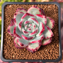 Echeveria 'Ratam' 2" Succulent Plant