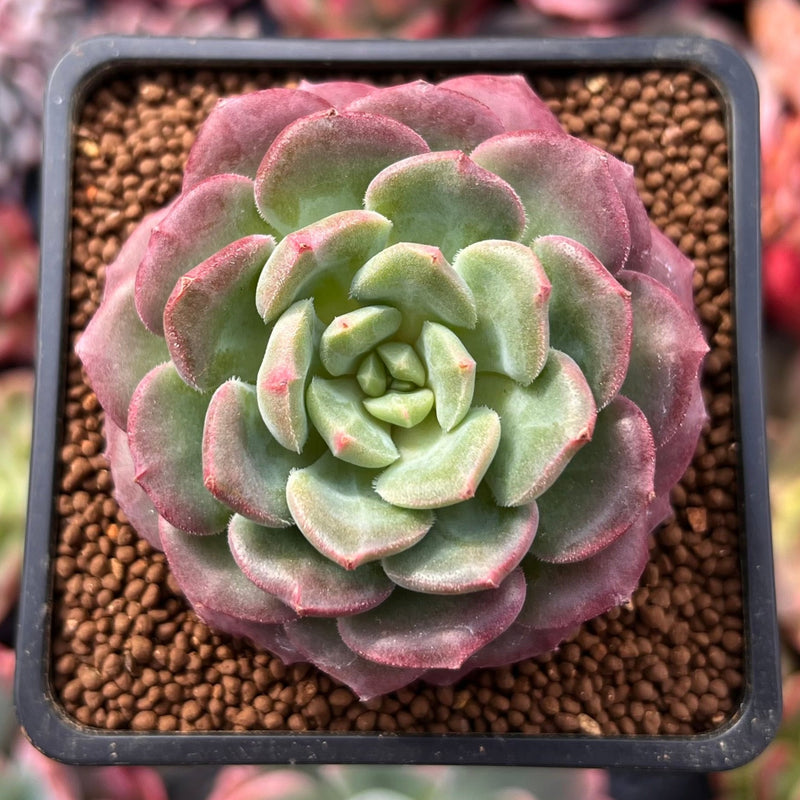 green apple succulent Echeveria 'Apple Pie' 1"-2" Succulent Plant – True Succulents Plant Co