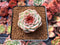 Echeveria 'Red Velvet' 2" Succulent Plant