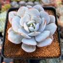 Echeveria 'Laui' 3" Powdery Succulent Plant