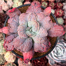 Echeveria 'Linguas' 4" Succulent Plant