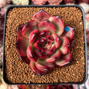 Echeveria Agavoides 'Tim' 3" Succulent Plant