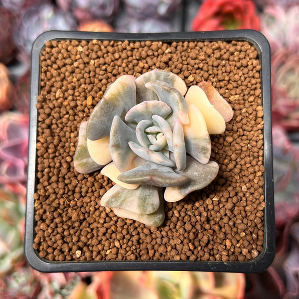 Echeveria 'Cubic Frost' Variegated 1"-2" Succulent Plant