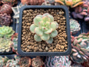 Echeveria 'Tango' Variegated 1" Small Succulent Plant