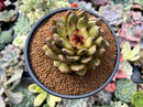 Echeveria Agavoides 'Black Queen' 4" Succulent Plant