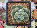 Echeveria 'Cream Puff' 2" New Hybrid Succulent Plant