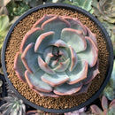 Echeveria 'Steel Heart' 3"-4" Succulent Plant