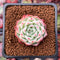 Echeveria 'Pink Crystal' 1" Succulent Plant