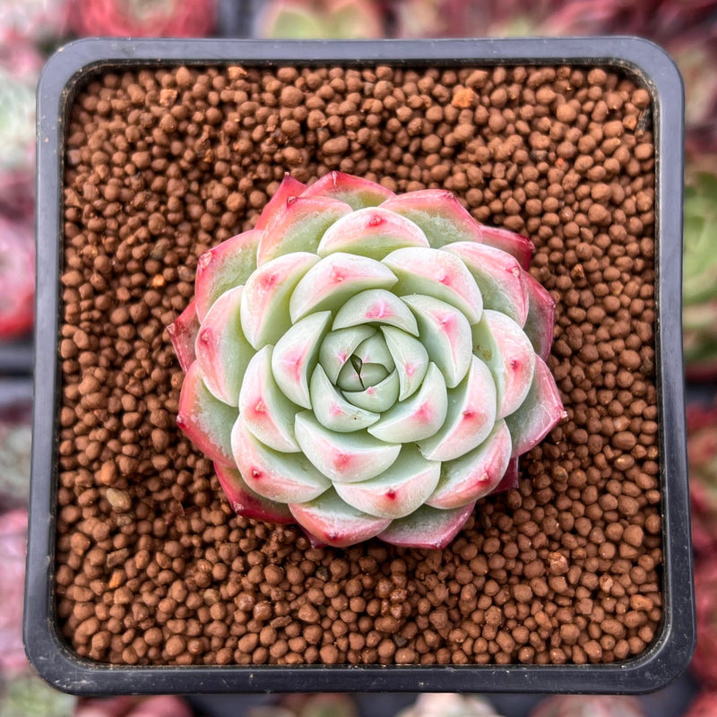 succulent crystals Echeveria 'Pink Crystal' 1" Succulent Plant – True Succulents Plant Co