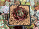 Echeveria Agavoides 'Romeo' 2" Succulent Plant
