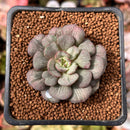 Echeveria 'Moranii' Variegated 1" Succulent Plant