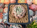 Echeveria 'Norma' 1" Succulent Plant