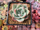 Echeveria 'White Champaign' 3" Succulent Plant