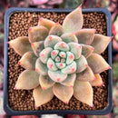 Echeveria 'Shakino' 2" Succulent Plant