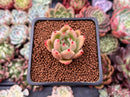 Echeveria Agavoides 'Gala Show' 1" New Hybrid Succulent Plant