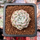 Echeveria 'Heira' 1" Seedling Succulent Plant