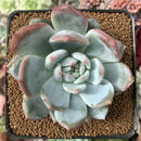 Echeveria 'Ivory' 2” Succulent Plant