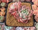 Echeveria 'Kolping' 3" Cluster Succulent Plant