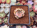 Echeveria 'Rose Mamonde' 1" Succulent Plant