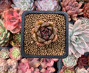 Echeveria Agavoides 'Vampire' 1" Succulent Plant