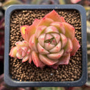 Echeveria Agavoides 'Spicy' 1" Cluster Succulent Plant