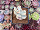 Cotyledon Orbiculata cv. 'Fuku Musume' Variegated 2" Succulent Plant