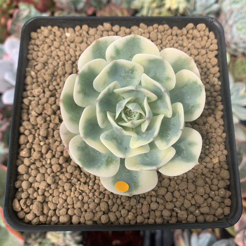 carousel succulent Echeveria 'Compton Carousel' 2"-3" Succulent Plant – True Succulents Plant  Co