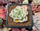 Echeveria 'Compton Carousel' Variegated 2" Small Succulent Plant