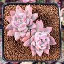 Pachyphytum sp. 2"-3" Cluster Succulent Plant