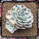 Echeveria 'Compton Carousel' Variegated 2"-3" Double-Headed Cluster Succulent Plant