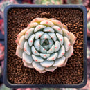 Echeveria 'White Zaragoza' 2" Powdery Succulent Plant