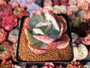 Echeveria 'Flying Cloud' Variegated 3" Succulent Plant
