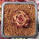 Echeveria Agavoides 'Ebony' 1" Succulent Plant