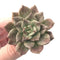 Echeveria 'Silver Prince’ Variegated 2"-3” Rare Succulent Plant