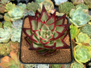 Echeveria Agavoides 'Casio' 4" Succulent Plant