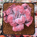 Echeveria 'Linguas' 2" Succulent Plant