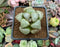 Haworthia 'Emerald' 1"-2" Succulent Plant