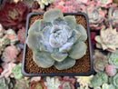 Echeveria 'Snow Bunny' 2" Succulent Plant