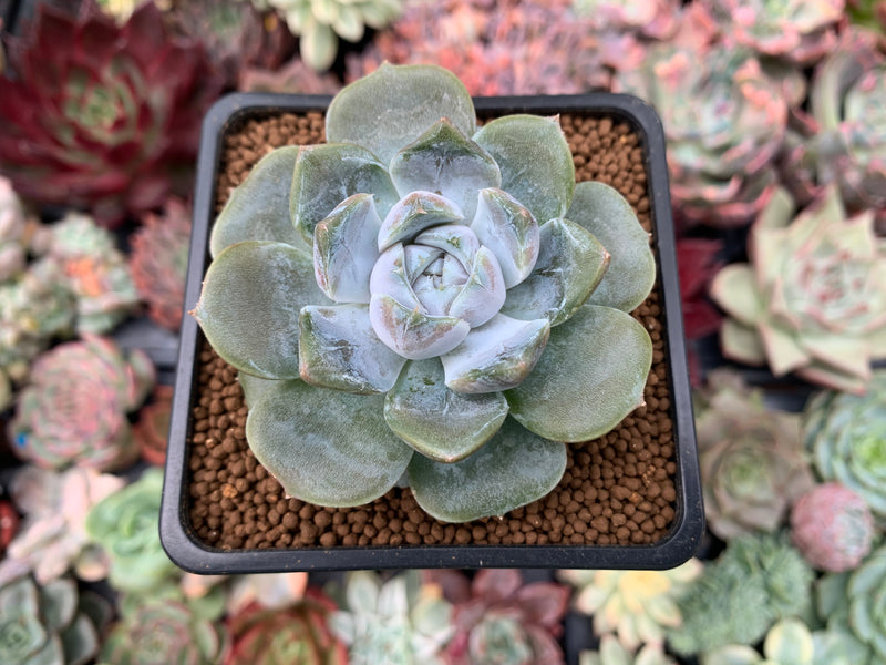 succulent bunny Echeveria 'Snow Bunny' 2" Succulent Plant – True Succulents Plant Co