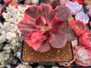Echeveria 'Primadonna' Variegated 3" Succulent Plant