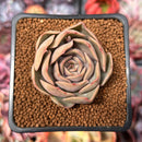 Echeveria 'Kisses' 2" Succulent Plant