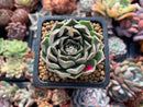 Echeveria 'Mandella' 2" New Hybrid Succulent Plant