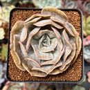 Echeveria 'Lilacina' Marble Variegated 3" Succulent Plant
